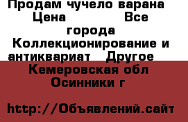 Продам чучело варана › Цена ­ 15 000 - Все города Коллекционирование и антиквариат » Другое   . Кемеровская обл.,Осинники г.